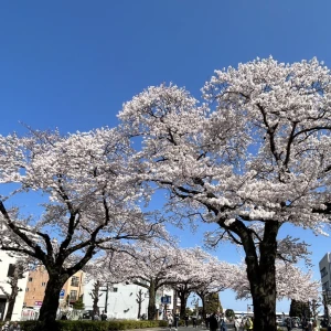 2023.04.05の写真1枚目