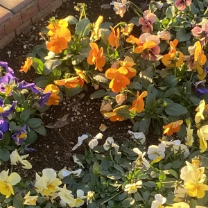 こんばんはあのです🚶‍♀️の写真1枚目