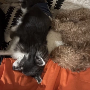 愛犬たち🐾の写真1枚目