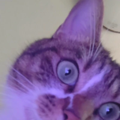 圧🐱