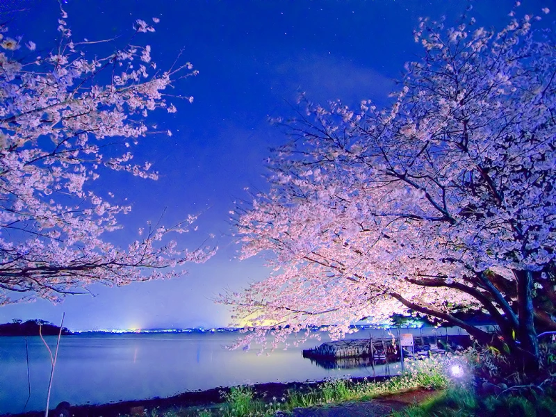 夜桜