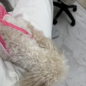 こんばんは、ぽちです🐾の写真1枚目