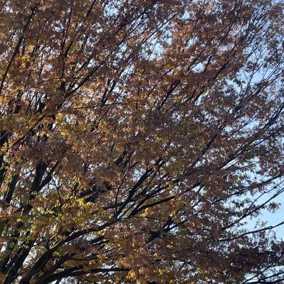 11月29日