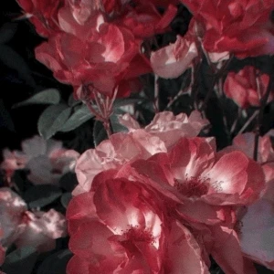 𝑭𝒓𝒊𝒅𝒂𝒚🔥の写真1枚目