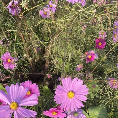 11月28日