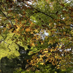 もうすっかり秋の雰囲気ですね🍂🍁✨の写真2枚目