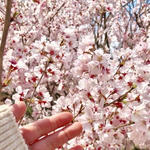 こんばんは‪⸜(*ˊᵕˋ*)⸝‬の写真2枚目