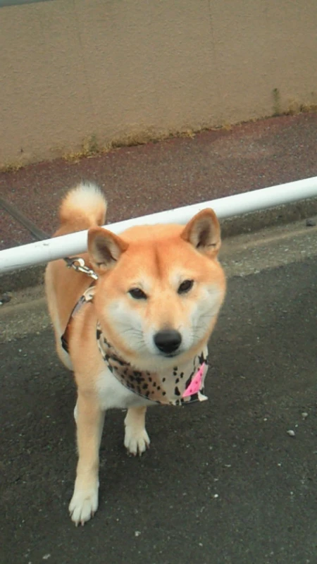 トリプルエックス