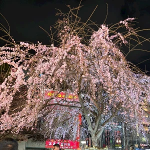 🌸の写真1枚目