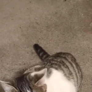 昨日ご飯あげる時にちょっと距離縮めようと思って好奇心旺盛の子に手からおやつあげたら恐れながらも近付いてきて食べてくれて本当に嬉しかったの写真1枚目