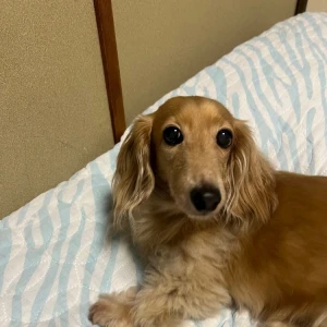 ぐっくりねました😴😴😴の写真1枚目