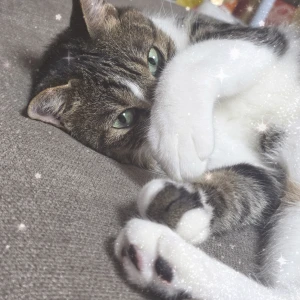 こんこん！の写真1枚目