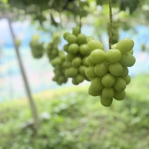 シャインマスカット狩り行ってきた。🍇の写真1枚目