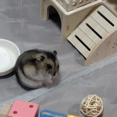 こんばんは🐹㌨です☺️