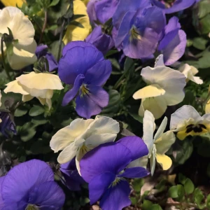 こんばんは🎶の写真1枚目