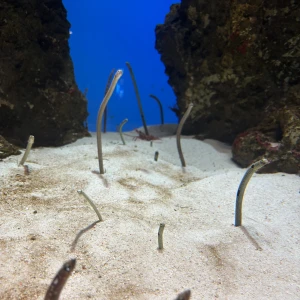 なつですの写真1枚目