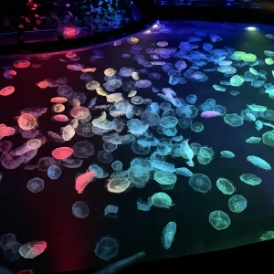 🪼🪼🪼🪼の写真1枚目