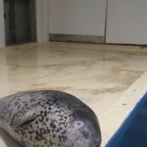 🦔🦔の写真1枚目