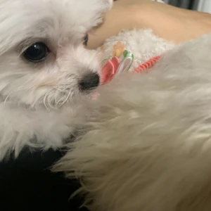 こんばんは、ぽちです🐾の写真1枚目