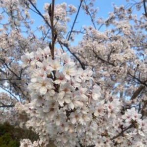 桜の写真1枚目