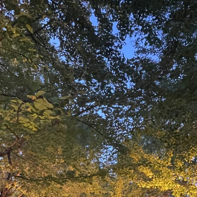 11月10日