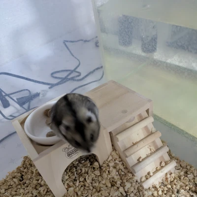 ㌨です！今日はメイドさん♪