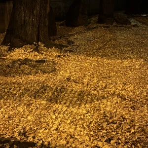 こんばんは🎶の写真2枚目