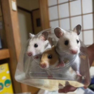 みんなおはよー