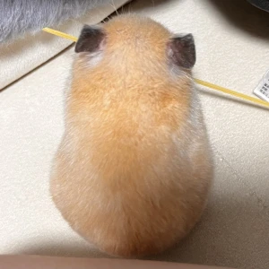 にょにょにょーん。の写真1枚目