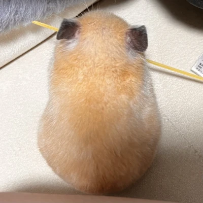 にょにょにょーん。