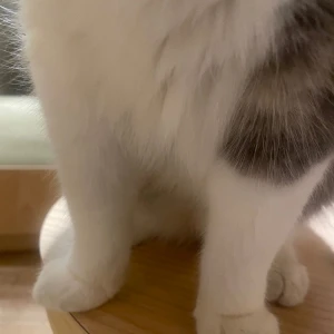 1013🐈の写真2枚目