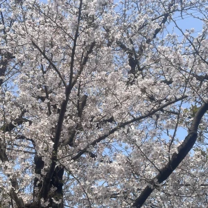 れいか出勤してまあす！😽の写真1枚目