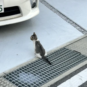 🐈 かわいい子発見♡の写真1枚目