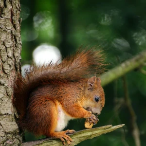 twittterれんけいの写真1枚目