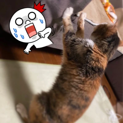 にゃんこ🐱