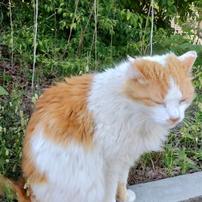 ねこさん🐈️