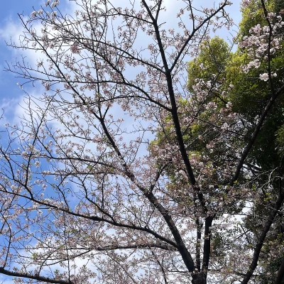 錦糸町バカラのつきひです