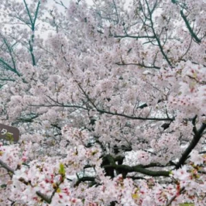 桜の写真1枚目