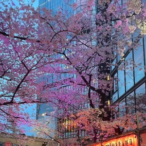 🌸🏮の写真1枚目