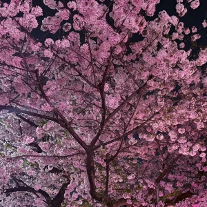 4/9の写真1枚目