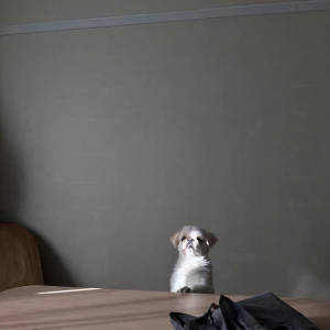 こんばんわん！みゆです☽︎‪︎.*·̩͙‬☆.*°の写真1枚目