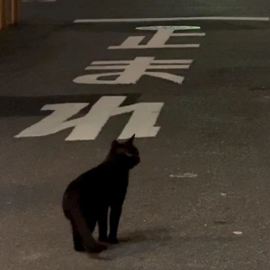 にゃ 𑁊^. .^𑁊🐾の写真1枚目