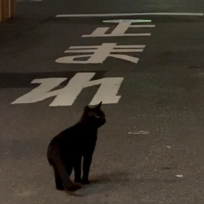にゃ 𑁊^. .^𑁊🐾