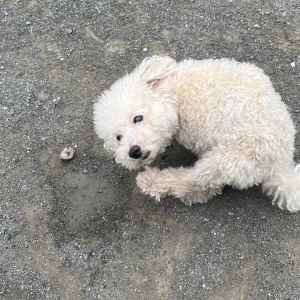 こんにちは、ぽちです🐾の写真1枚目