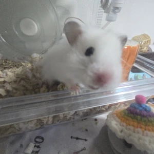 あたいの激カワハムスター大きなお友達編‪🐹の写真2枚目