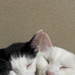 ゆい
