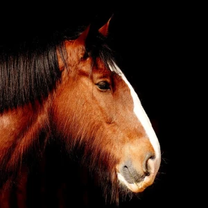 てすの写真3枚目