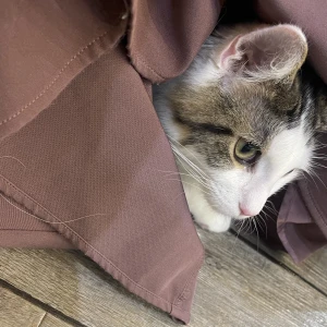 しゅっきん！の写真1枚目