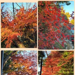 高尾山🍁の写真1枚目