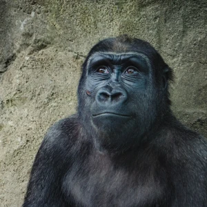 てすの写真1枚目